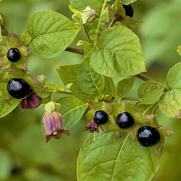 Belladonna Arche Homeopatia