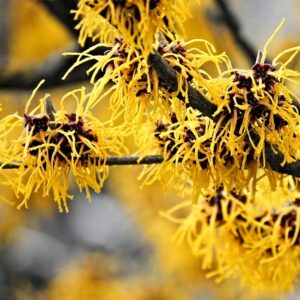 Read more about the article Hamamelis