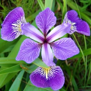 Leia mais sobre o artigo Iris versicolor
