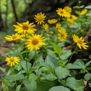 Read more about the article Arnica